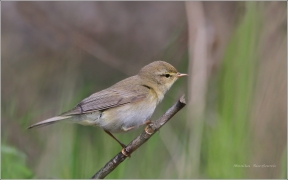 <p>BUDNÍČEK VĚTŠÍ (Phylloscopus trochilus)</p>
